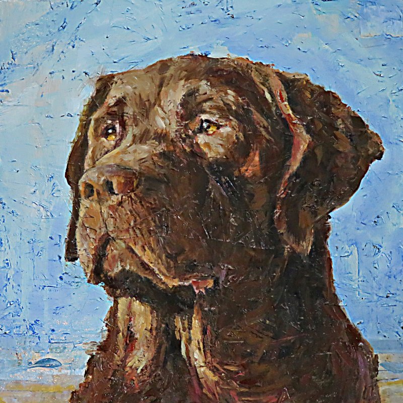 Rusty, Labrador